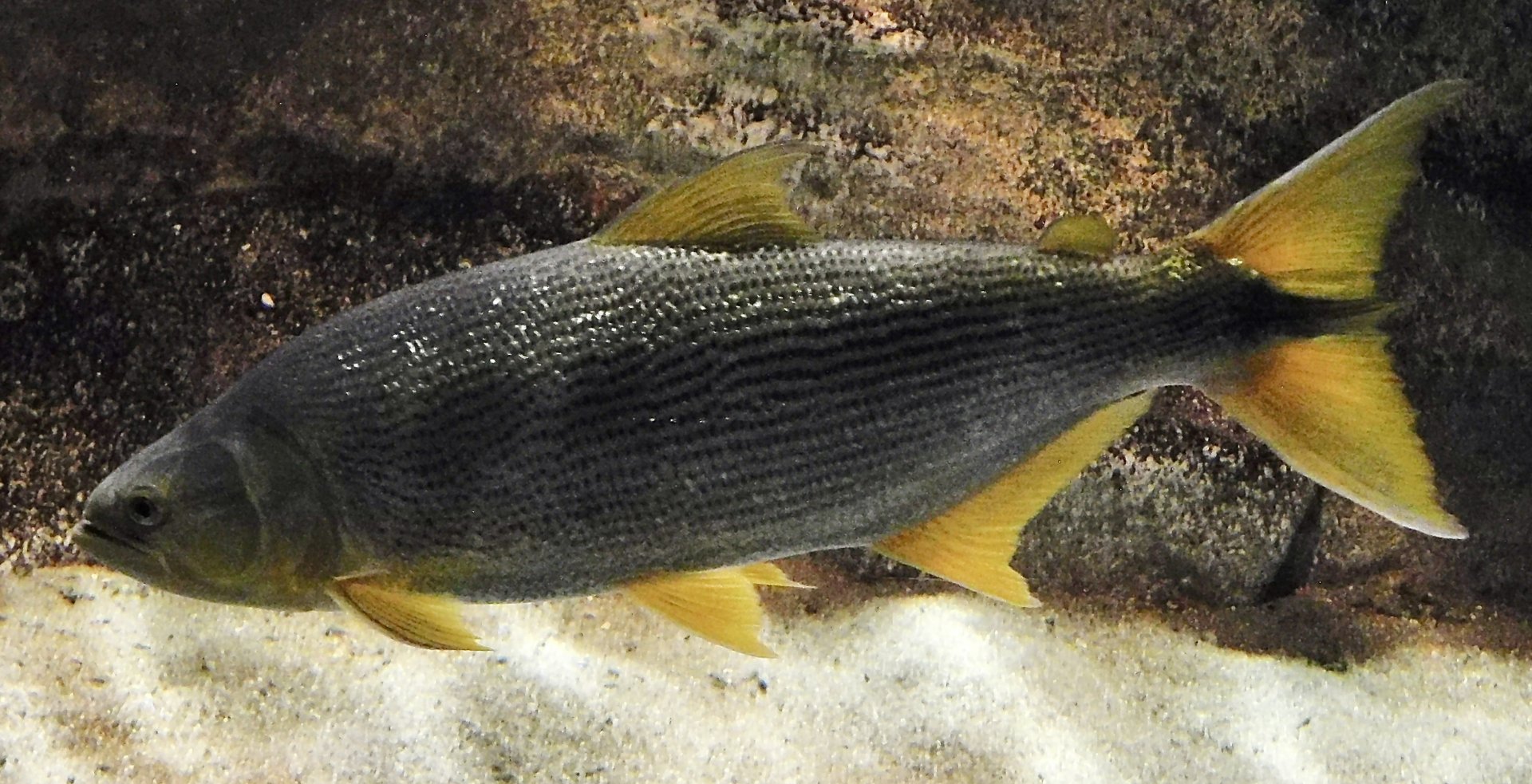 Dorado (Salminus brasiliensis) - Kawasui Kawasaki Aquarium November 19, 2025