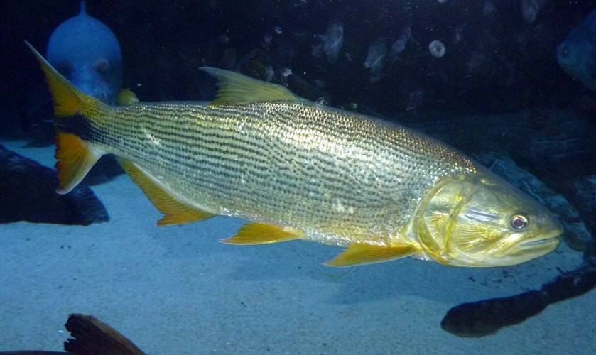 Dorado (Salminus brasiliensis)