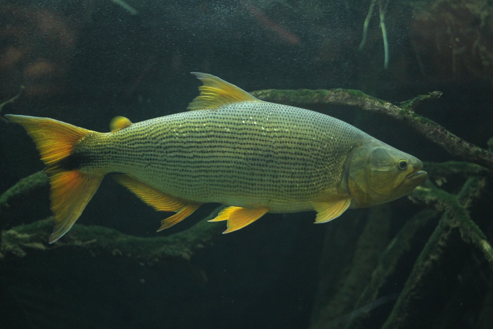 Dorado (Salminus brasiliensis)