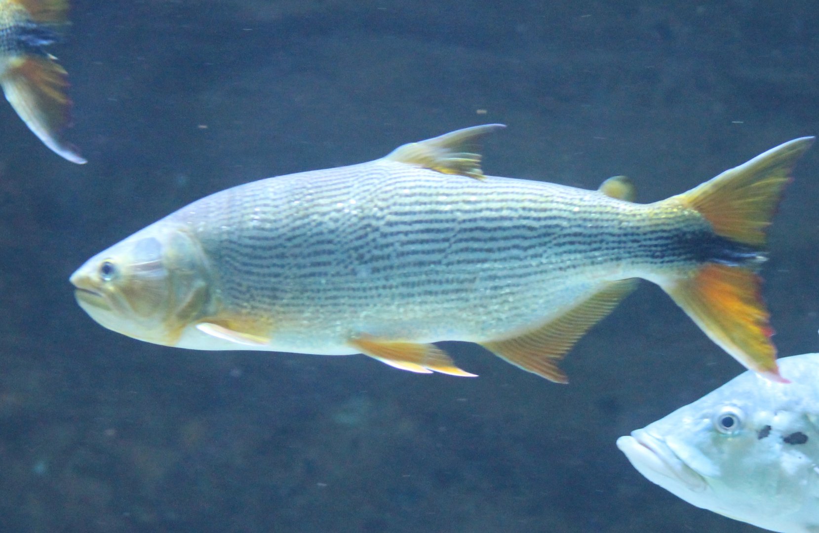 Dorado - Salminus maxillosus