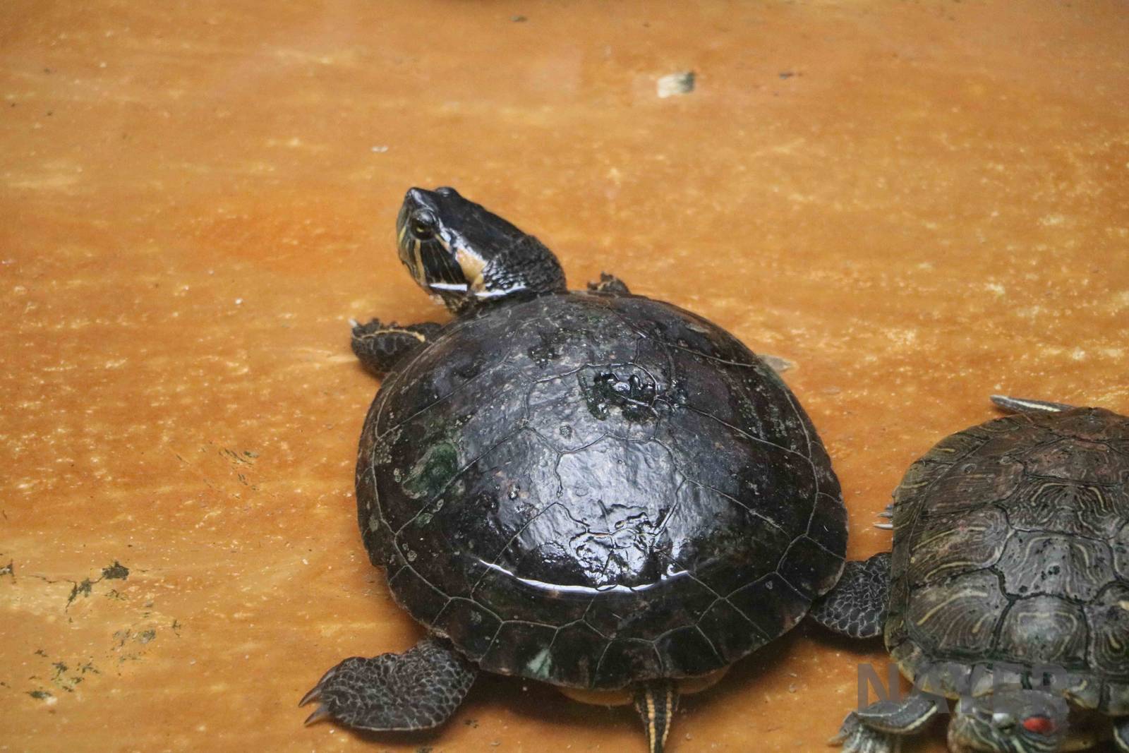 D'Orbigny's slider - Mendoza Aquarium, April 2016