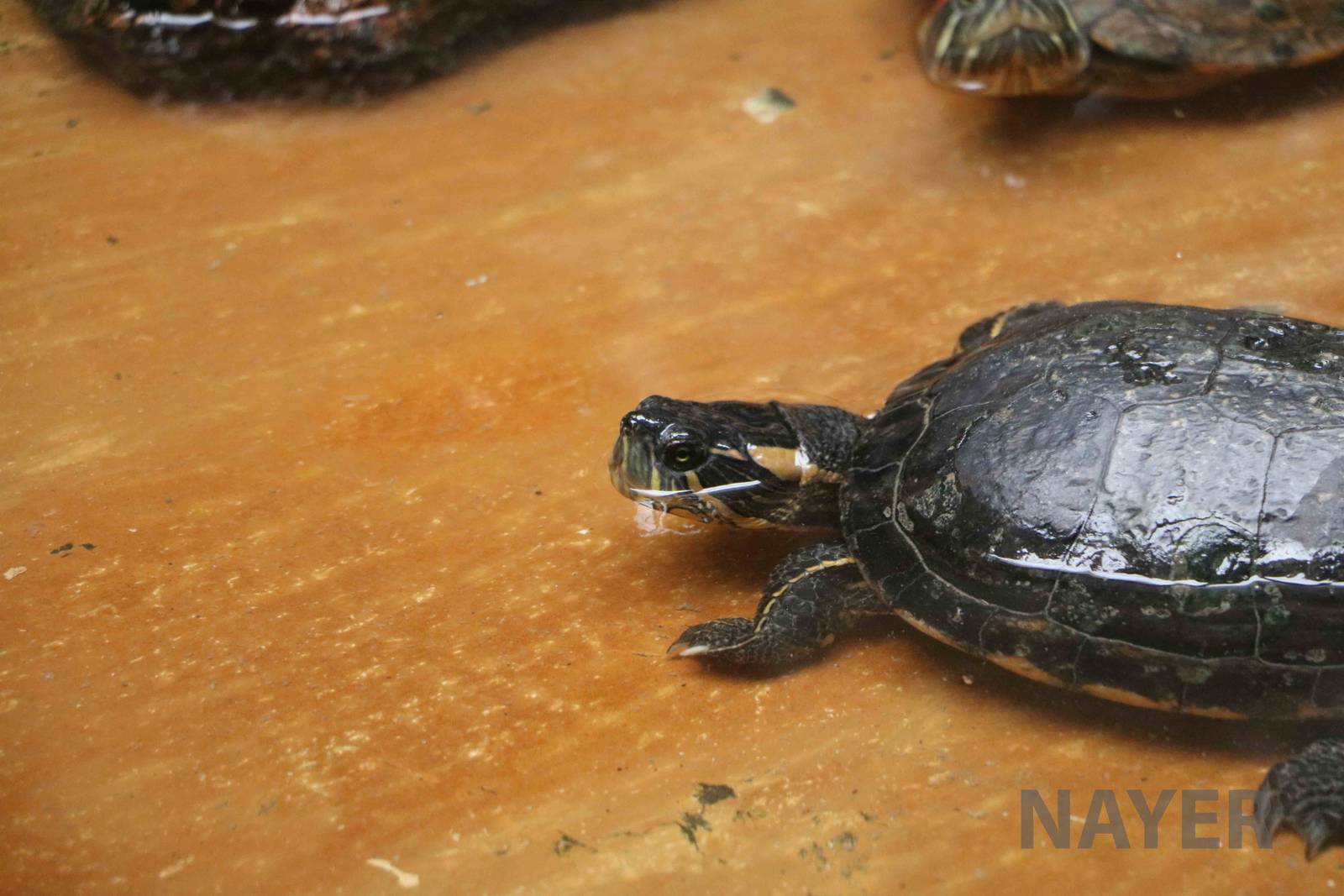 D'Orbigny's slider - Mendoza Aquarium, April 2016