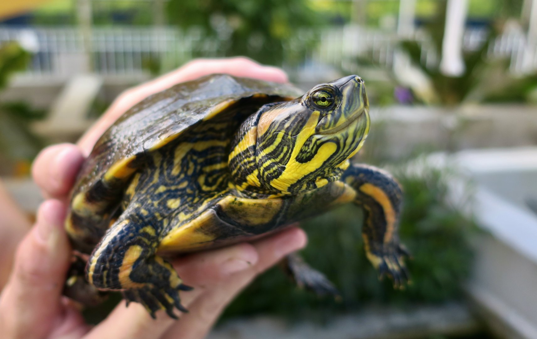 D'Orbigny's Slider (Trachemys dorbigni)