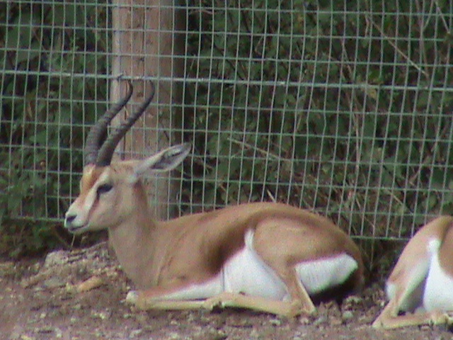 dorcas gazelle 08/10