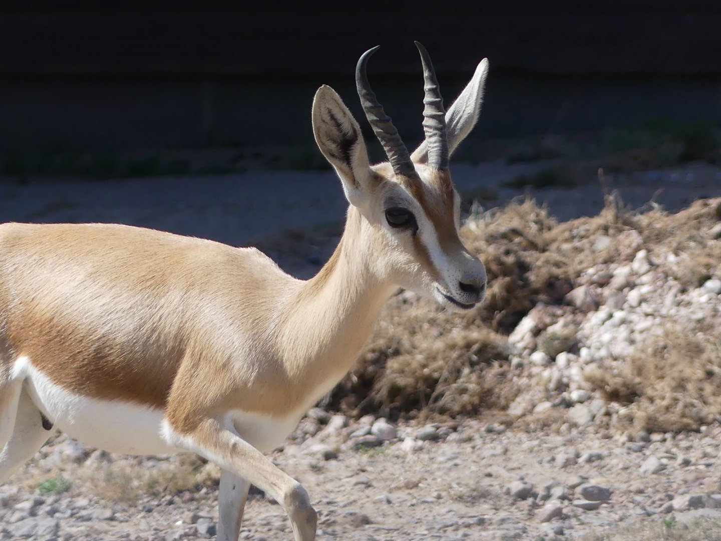 Dorcas Gazelle - 11.07.25