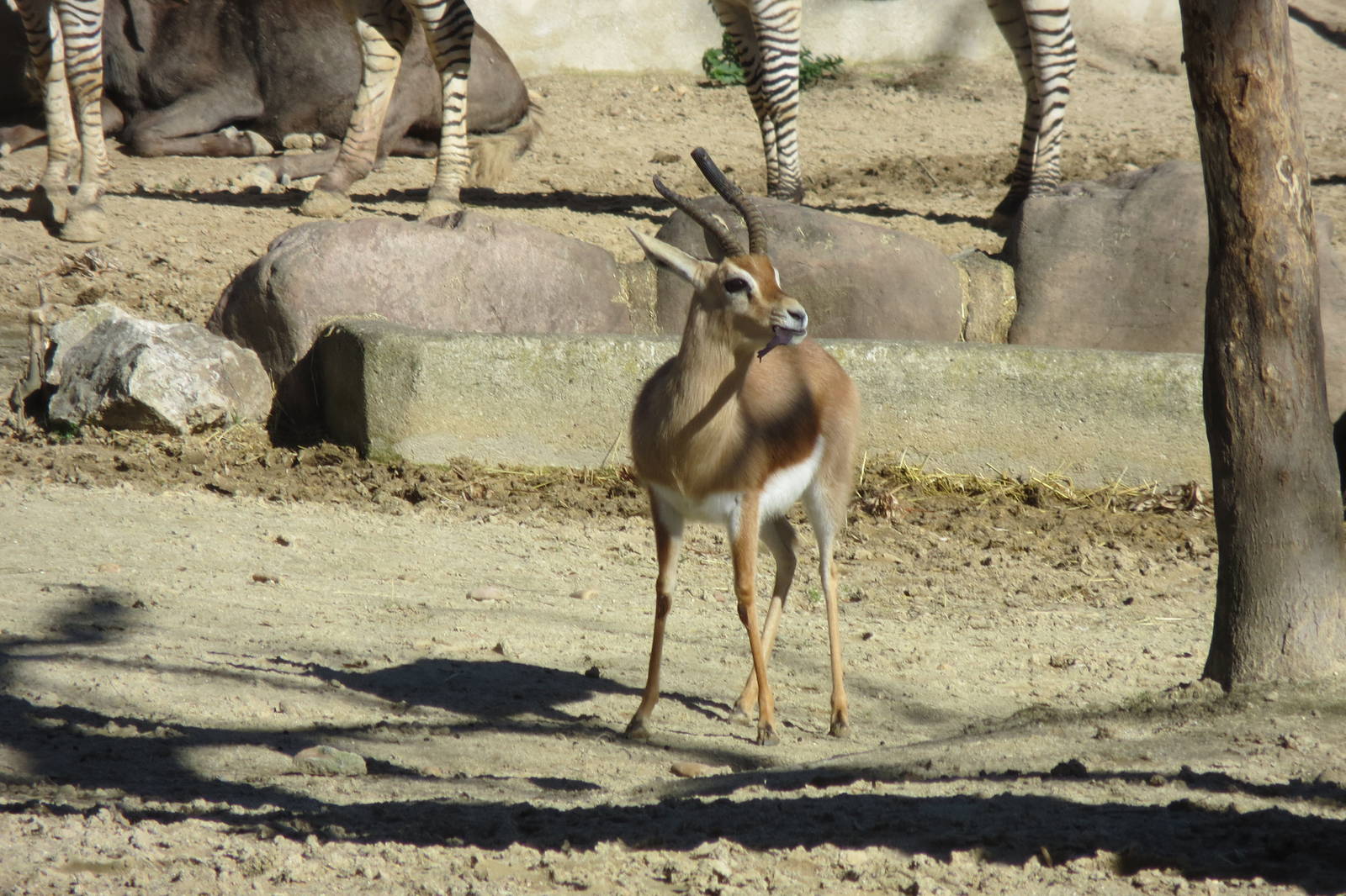 Dorcas Gazelle 150216