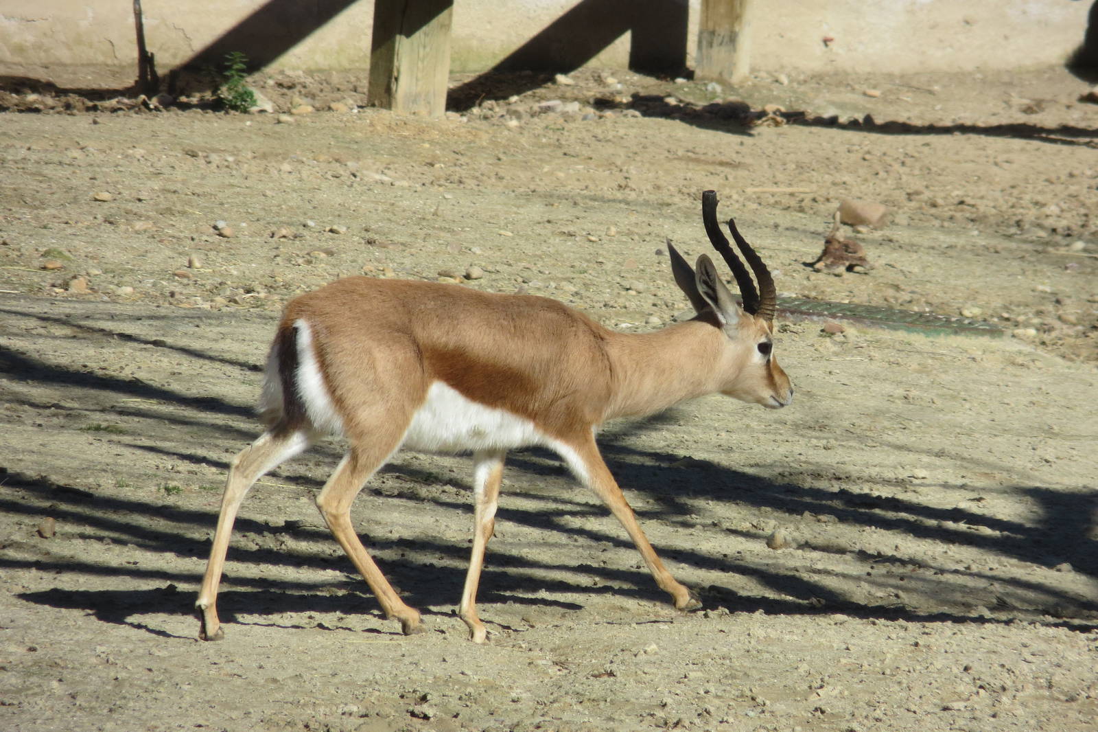 Dorcas Gazelle 150216