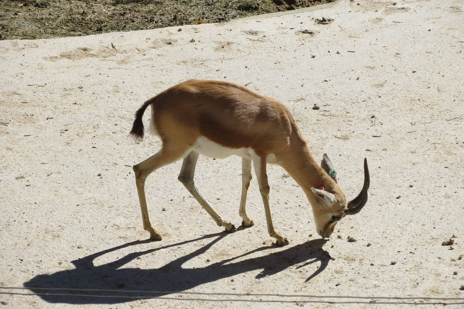 Dorcas Gazelle 150216