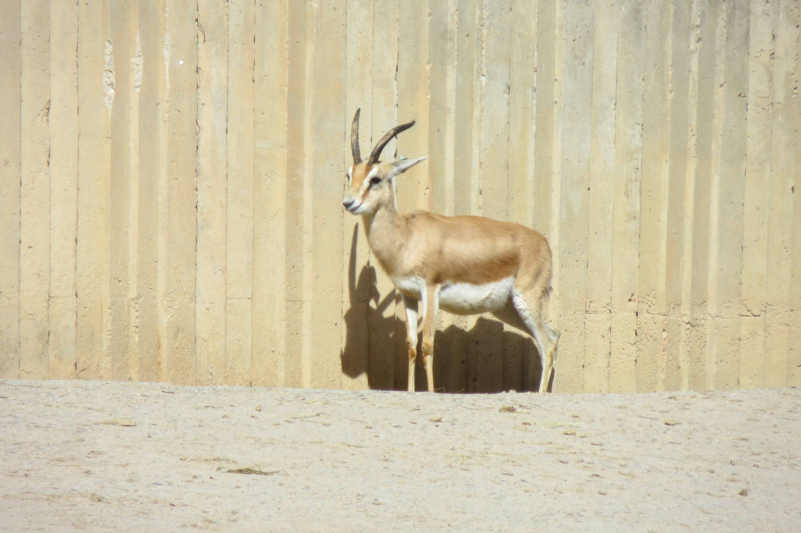 Dorcas Gazelle 150216