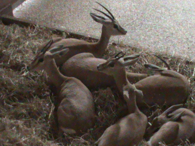 dorcas gazelle 2 08/10