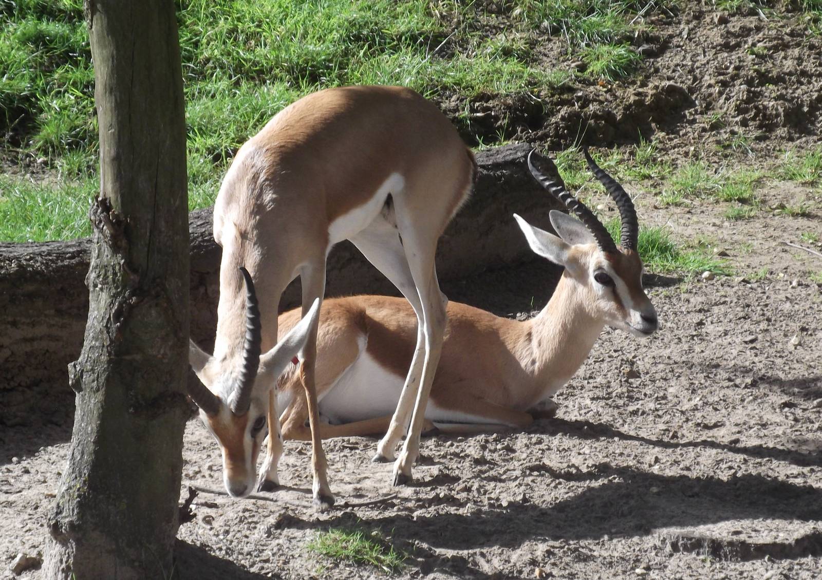 Dorcas Gazelle 2nd August 2012
