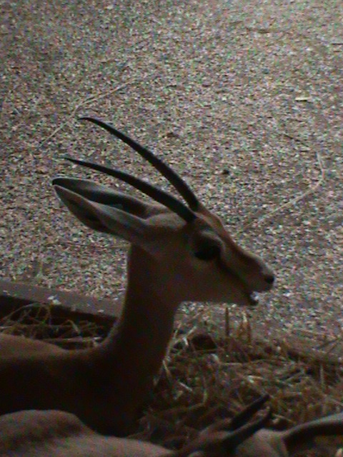 dorcas gazelle 5 08/10