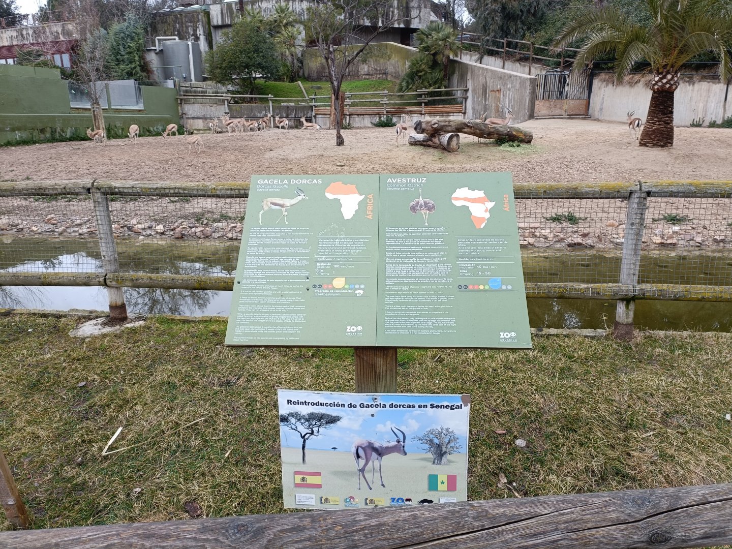 Dorcas gazelle and ostrich exhibit