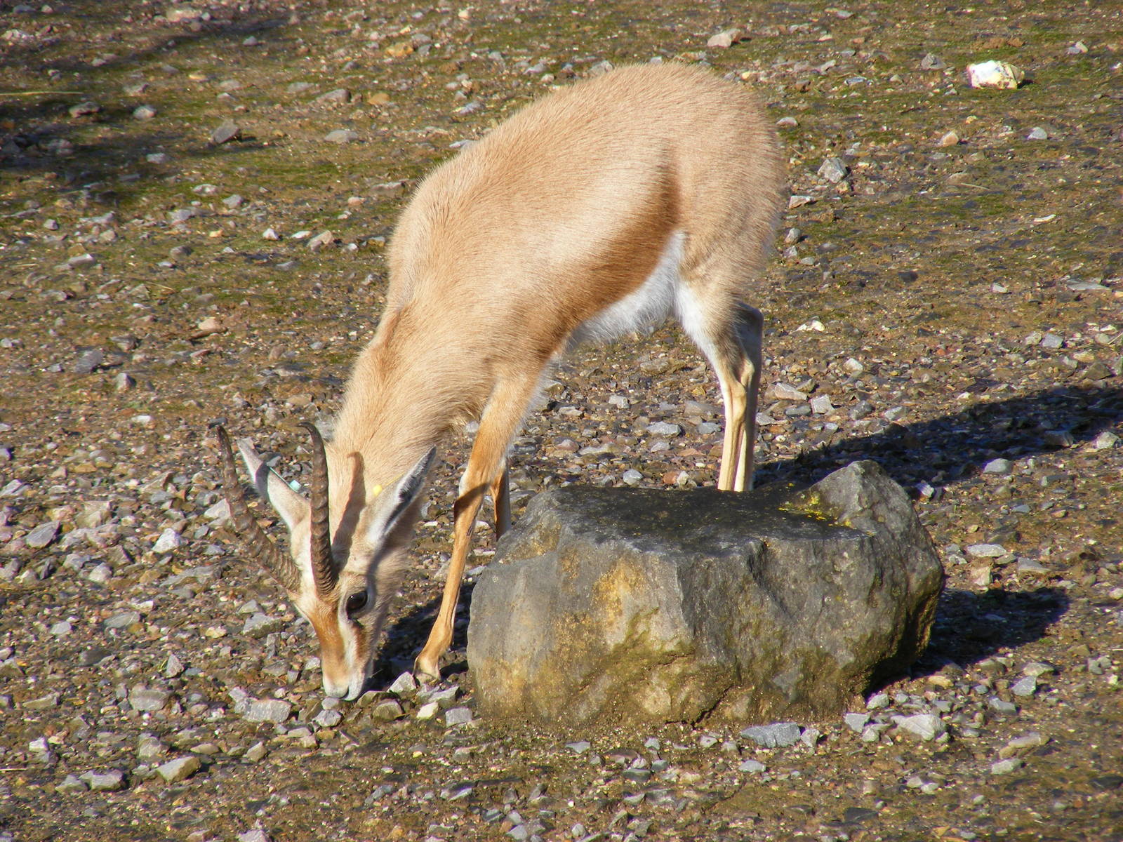 Dorcas gazelle at Marwell Wildlife, 17 January 2010