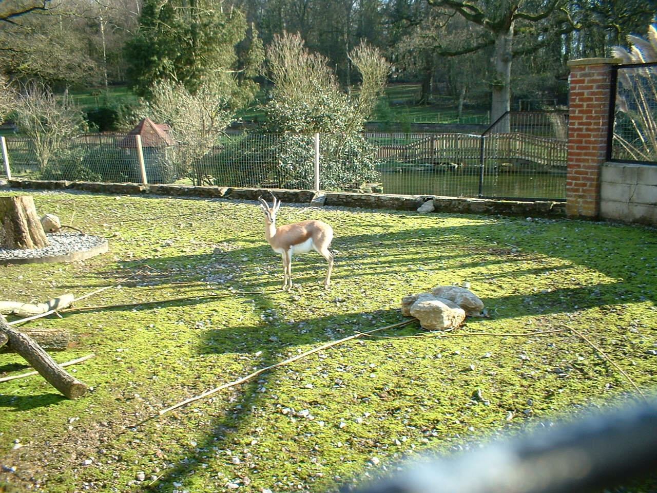 Dorcas Gazelle at Marwell Zoo, 12 February 2005