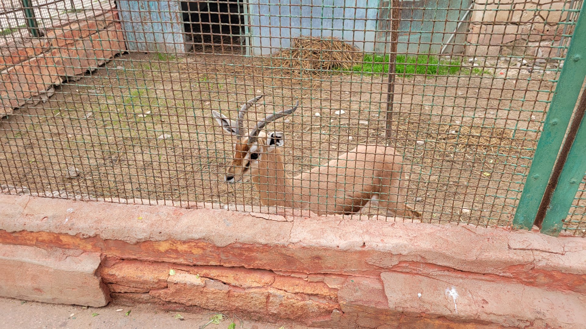 Dorcas (?) Gazelle - Dec 2023