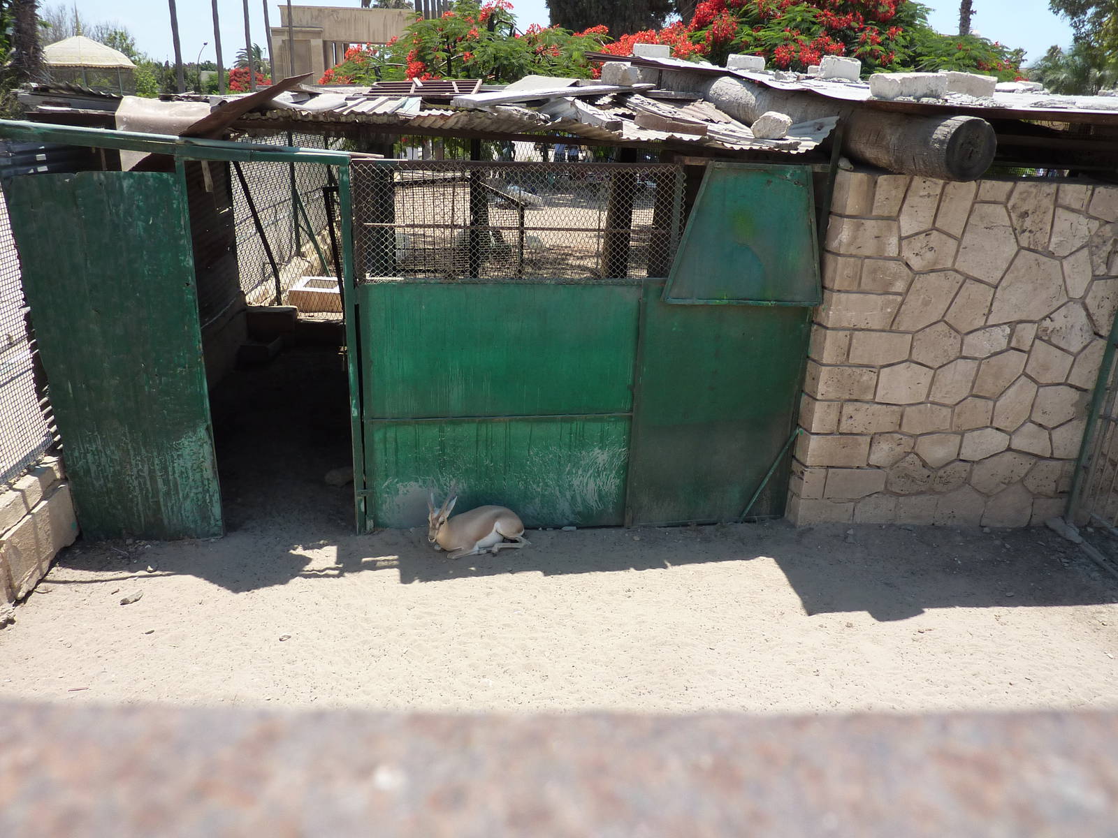 Dorcas gazelle enclosure