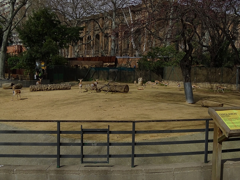 Dorcas gazelle enclosure