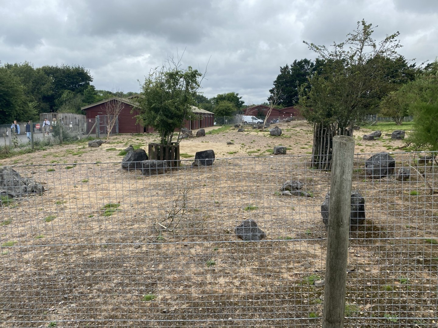 Dorcas gazelle exhibit 120821