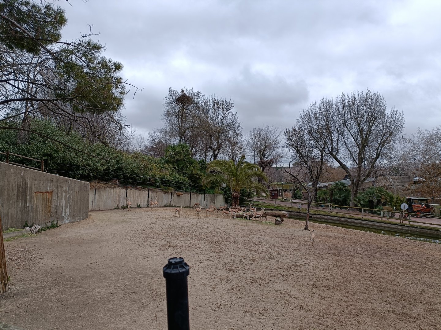 Dorcas gazelle exhibit