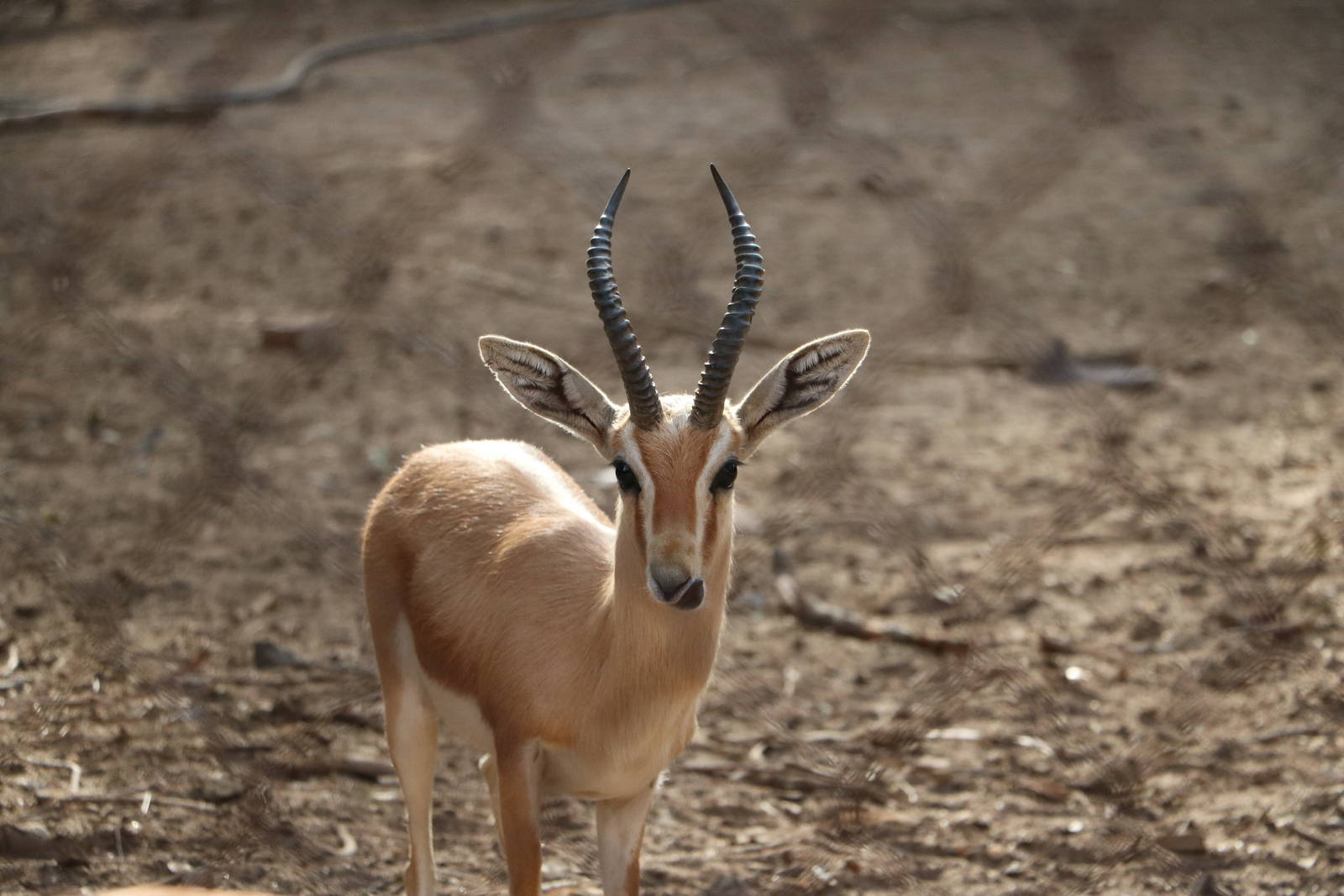 Dorcas gazelle, February 2016