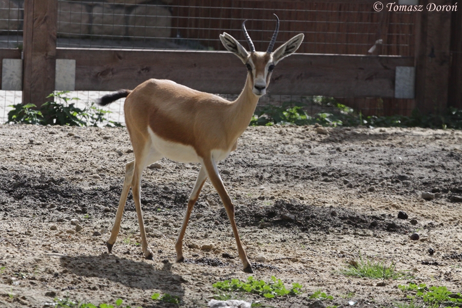 Dorcas Gazelle (Gazella dorcas neglecta) at Zamosc Zoo