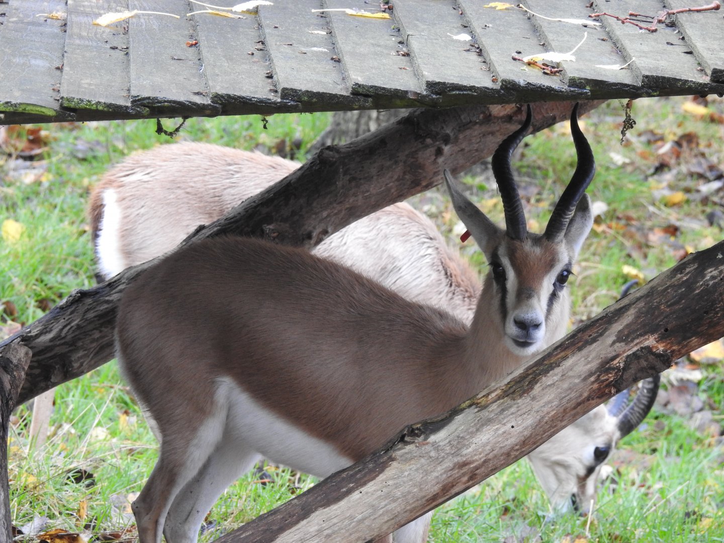 Dorcas Gazelle (Gazella dorcas)