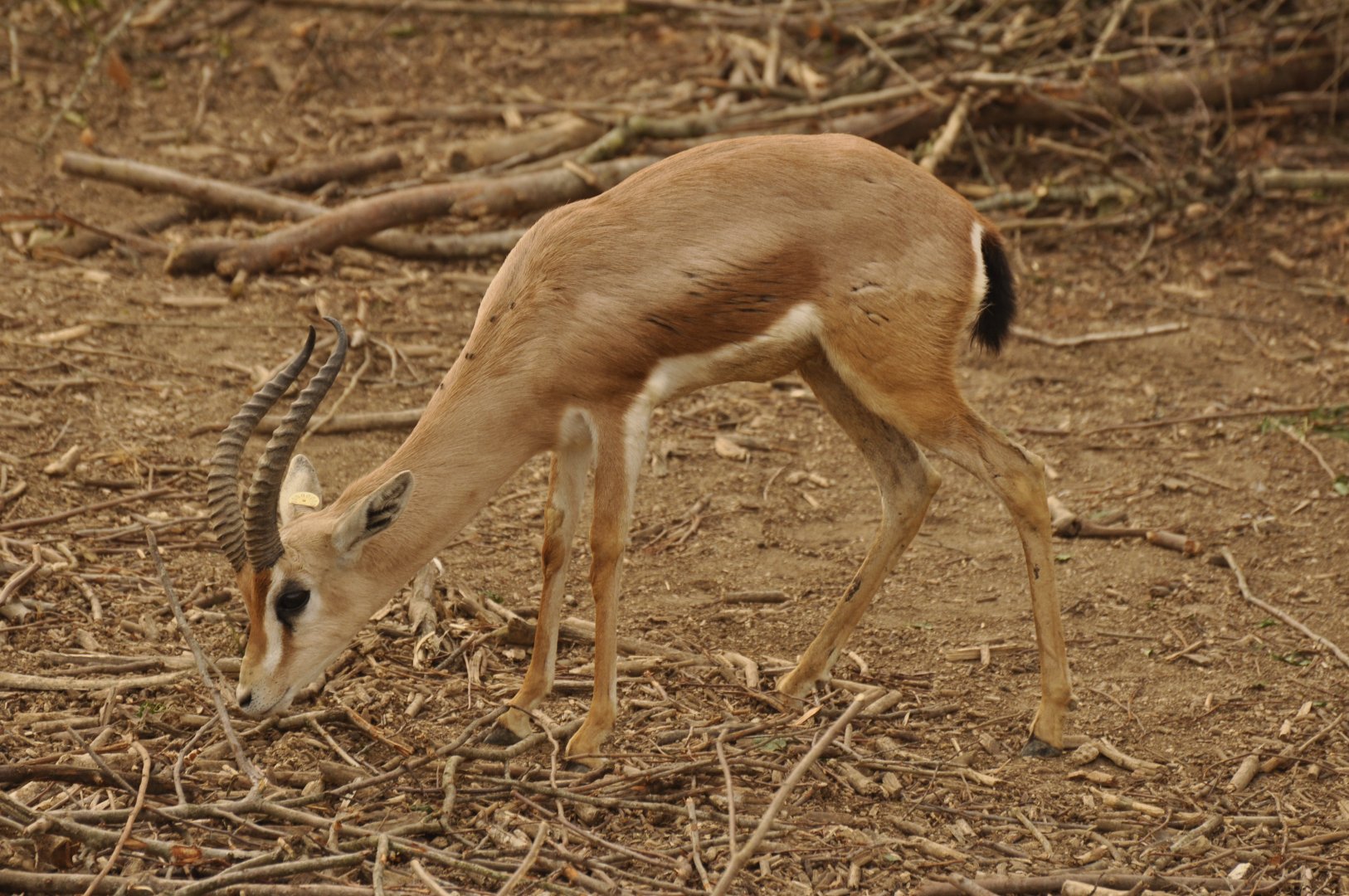 Dorcas gazelle (Gazella dorcas)
