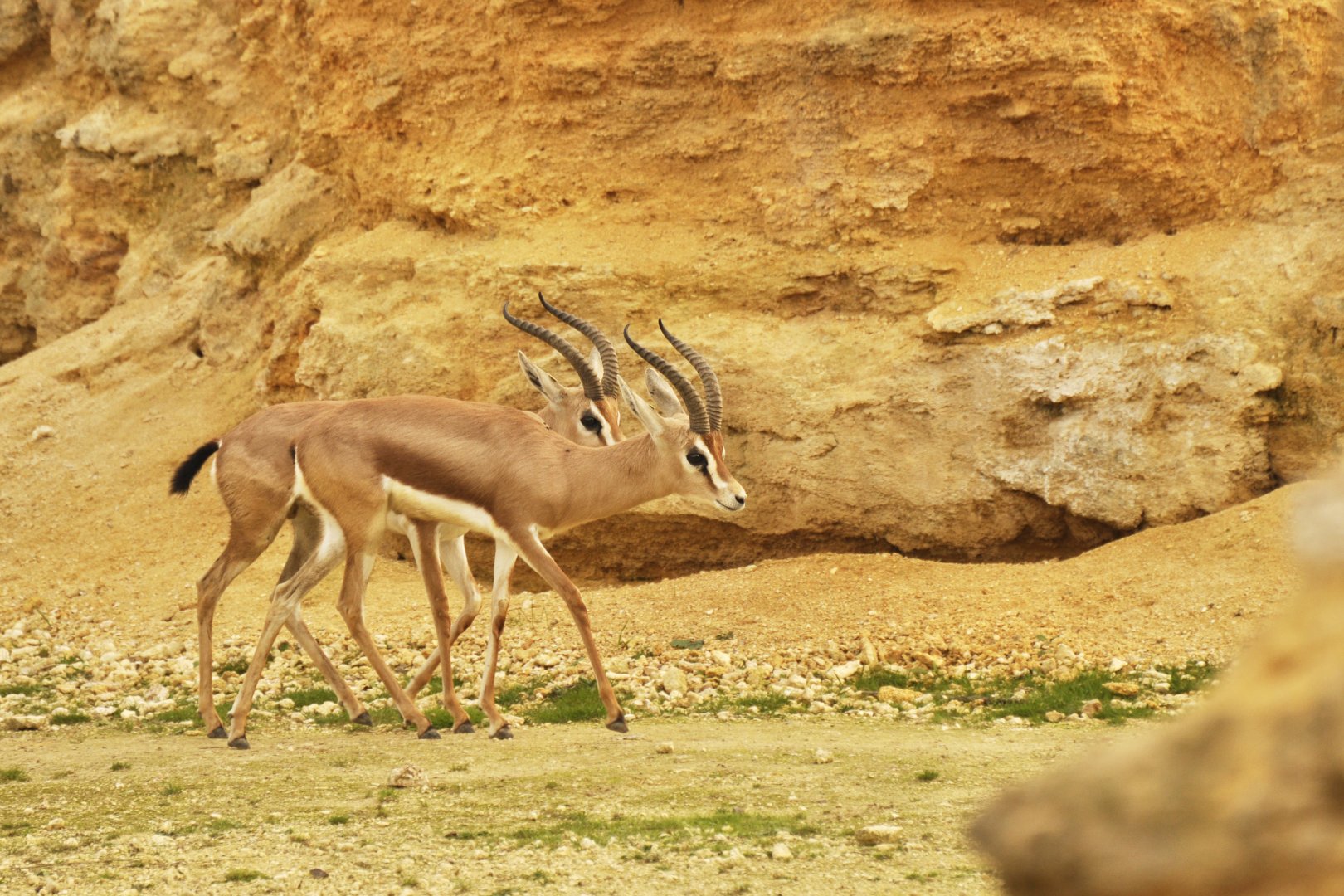 Dorcas gazelle (Gazella dorcas)