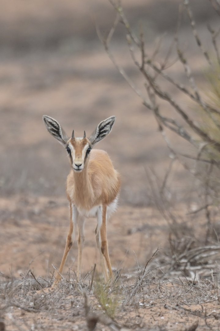 Dorcas gazelle (Gazella dorcas)