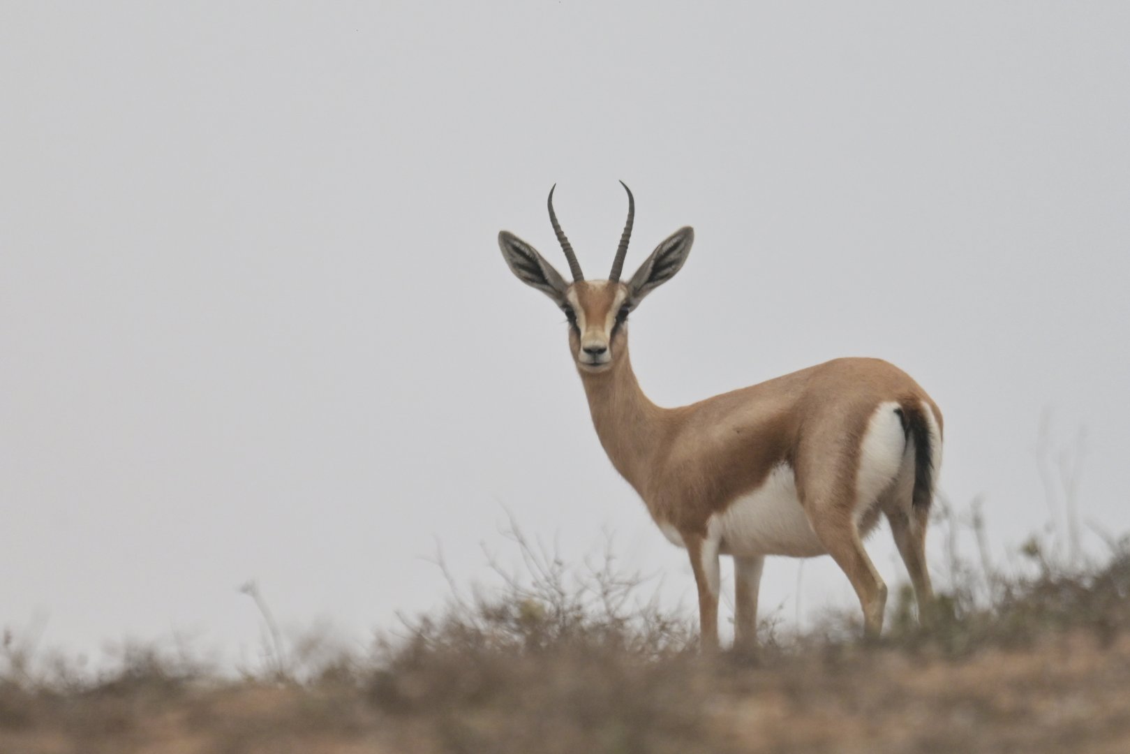 Dorcas gazelle (Gazella dorcas)
