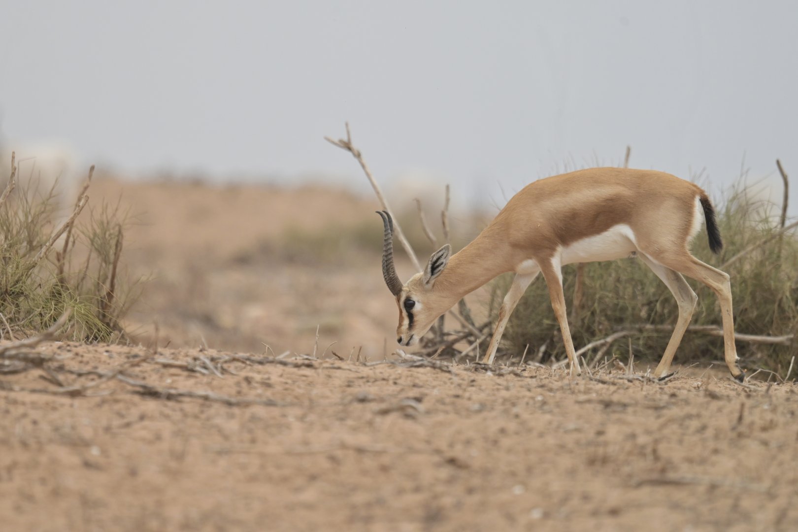 Dorcas gazelle (Gazella dorcas)