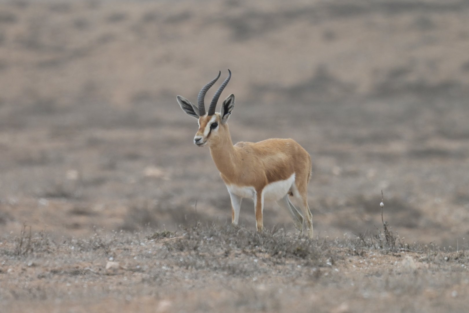 Dorcas gazelle (Gazella dorcas)