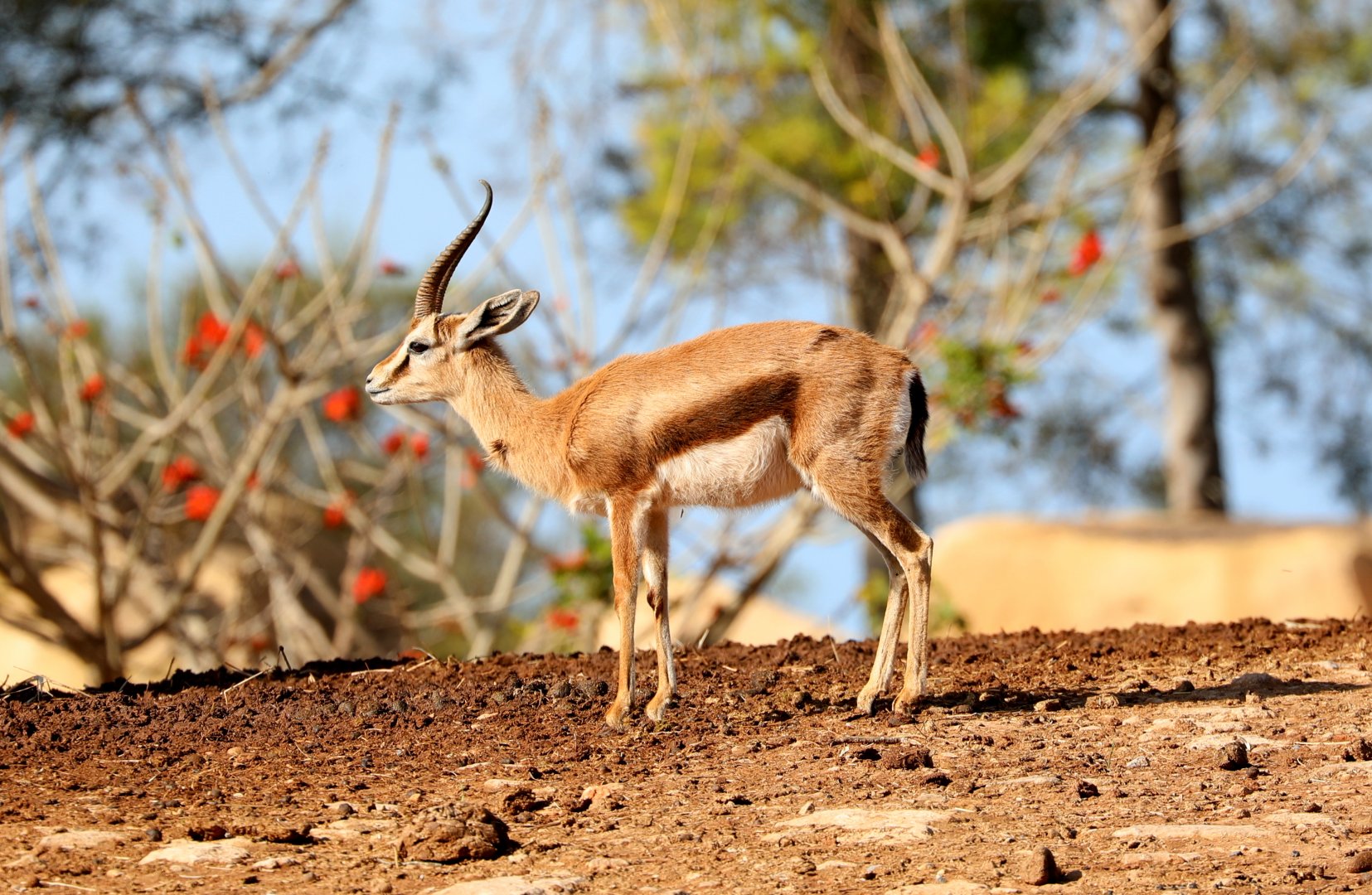 Dorcas Gazelle (Gazella dorcas)