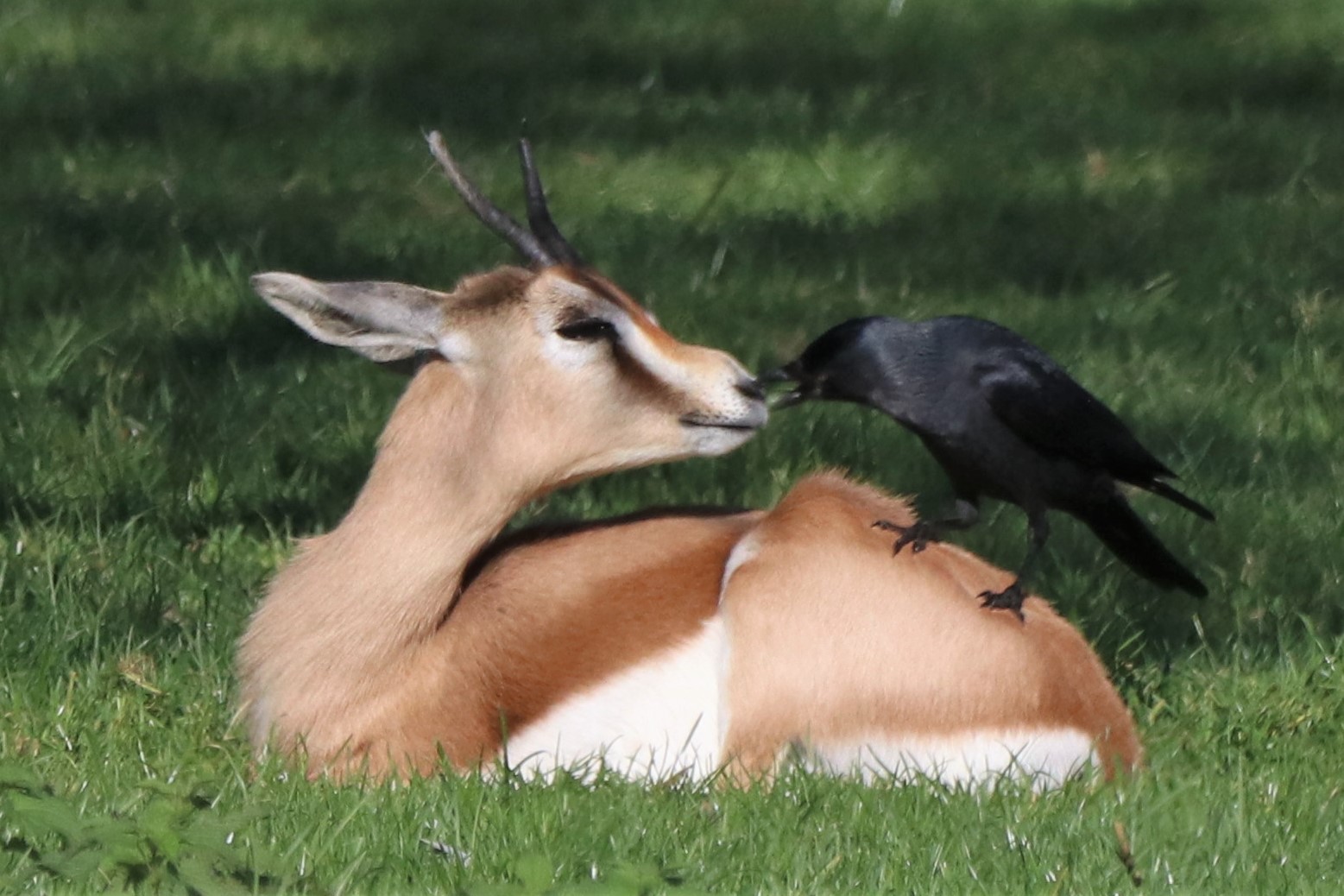Dorcas gazelle having its nose pecked by a jackdaw!