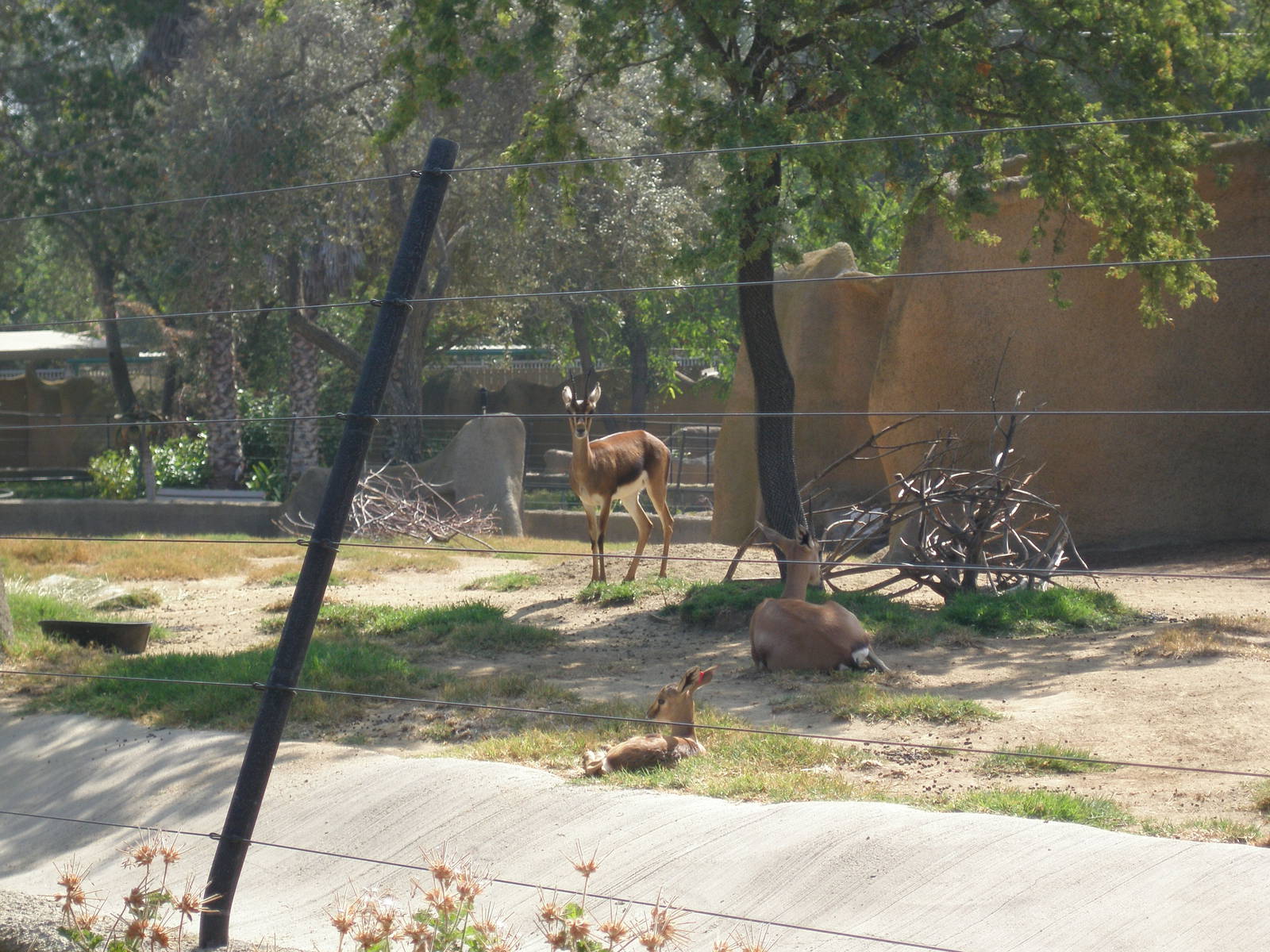 dorcas gazelle(I think)