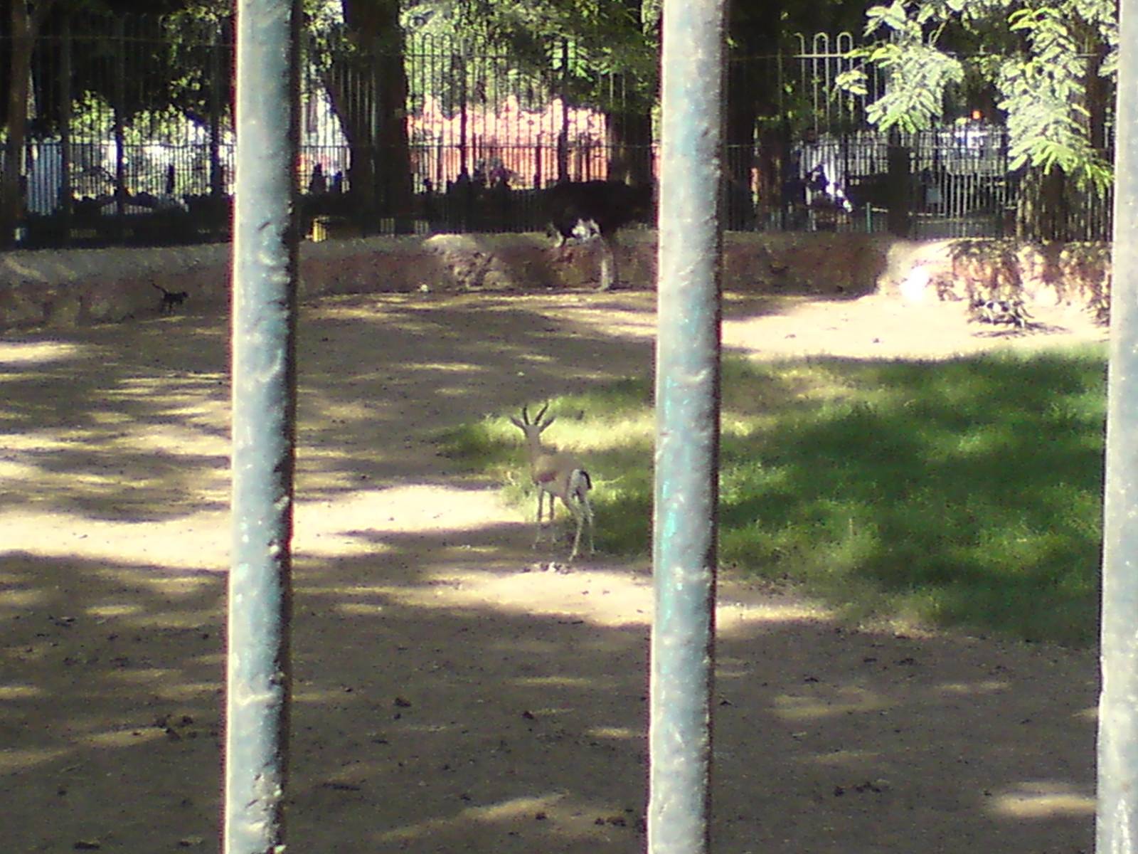 Dorcas gazelle in ostrich paddock