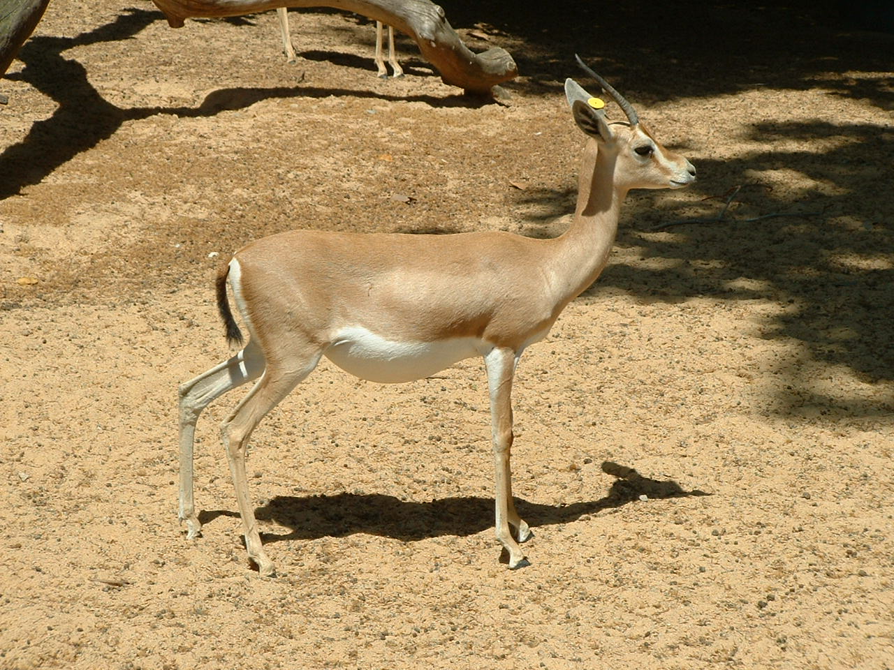 Dorcas Gazelle - June 2009