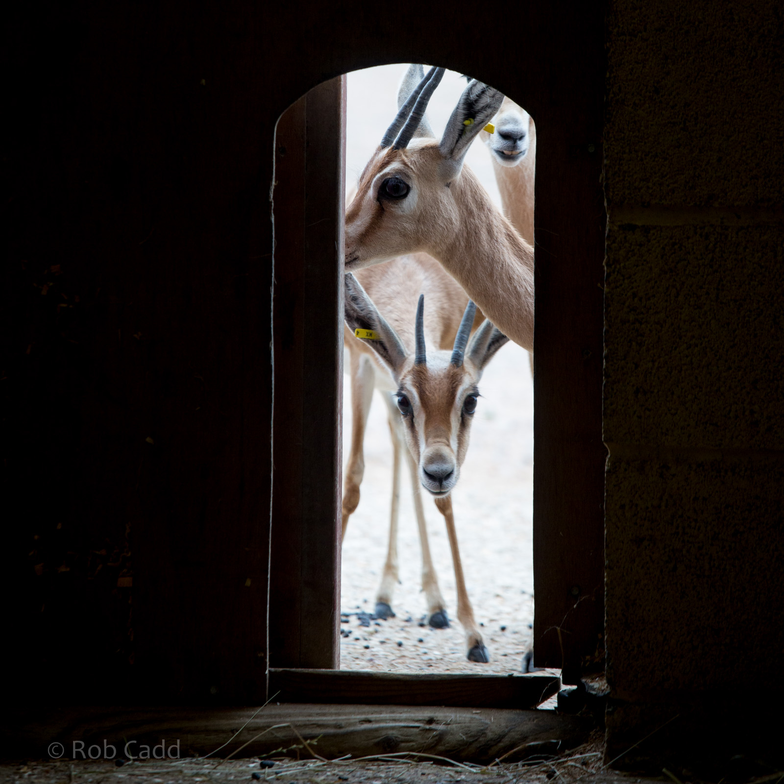 Dorcas gazelle : Marwell : 08 Aug 2014