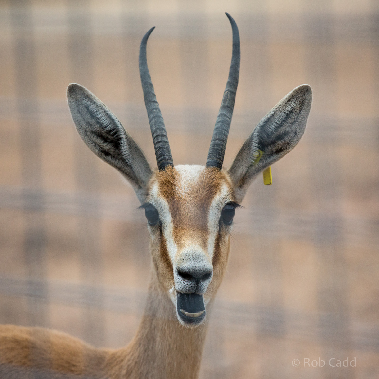 Dorcas gazelle : Marwell : 08 Aug 2014