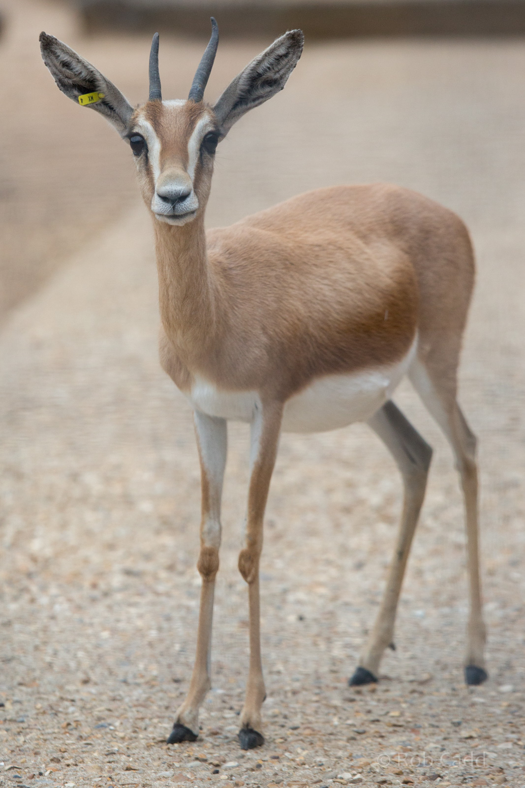 Dorcas gazelle : Marwell : 08 Aug 2014