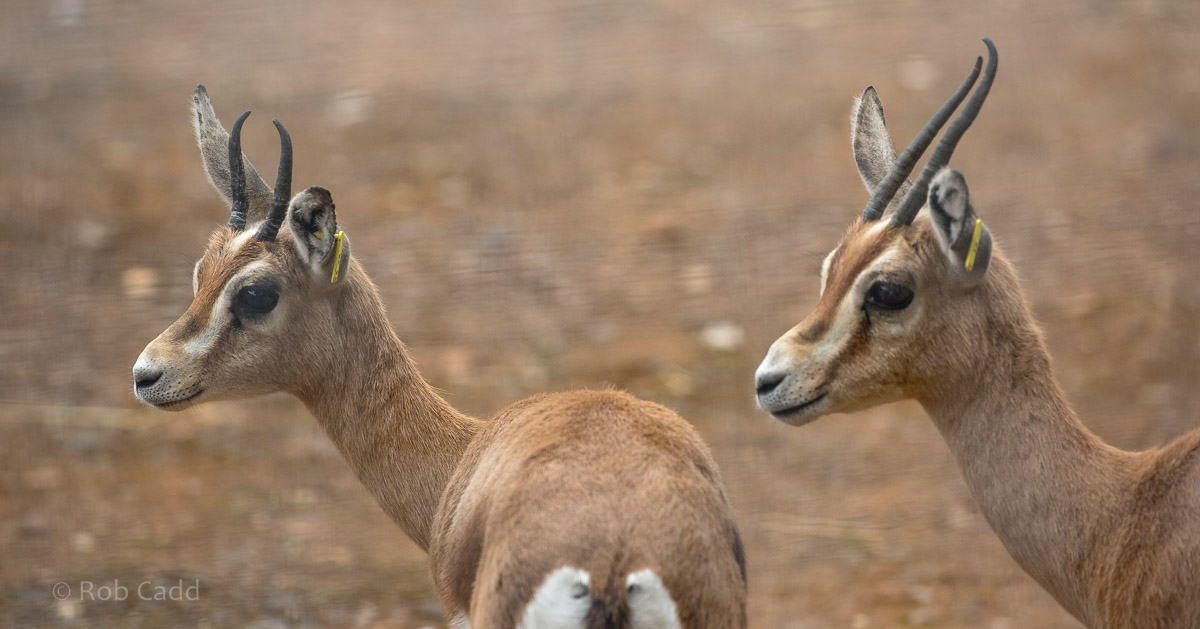 Dorcas gazelle : Marwell : 29 Jul 2016