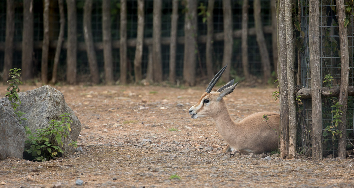 Dorcas gazelle : Marwell : 29 Jul 2016