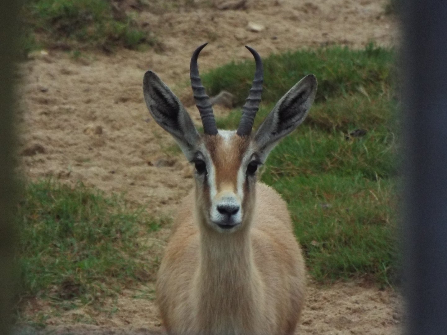Dorcas gazelle, Marwell Zoo