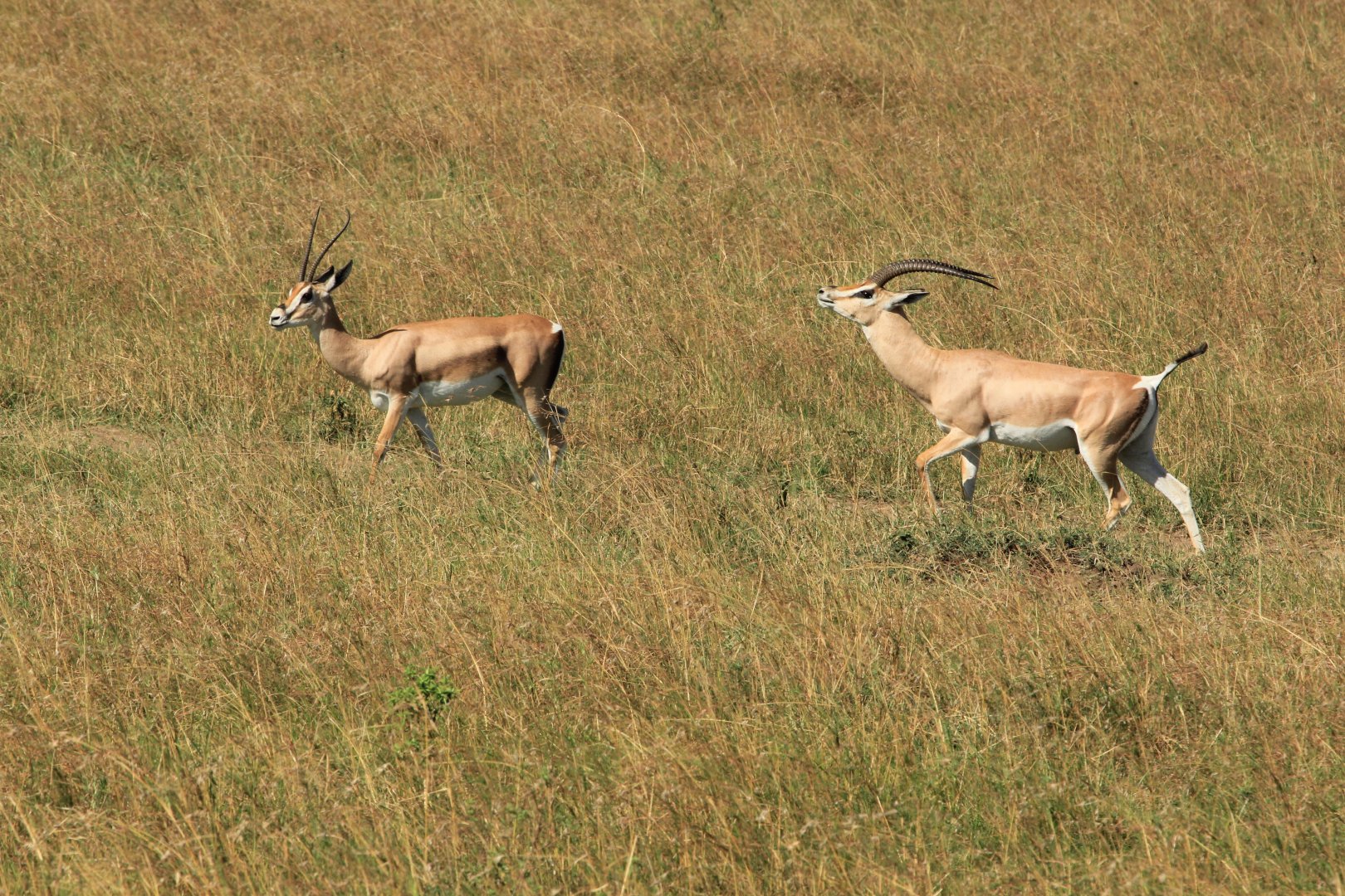 Dorcas Gazelle - Masai Mara (September 2018)