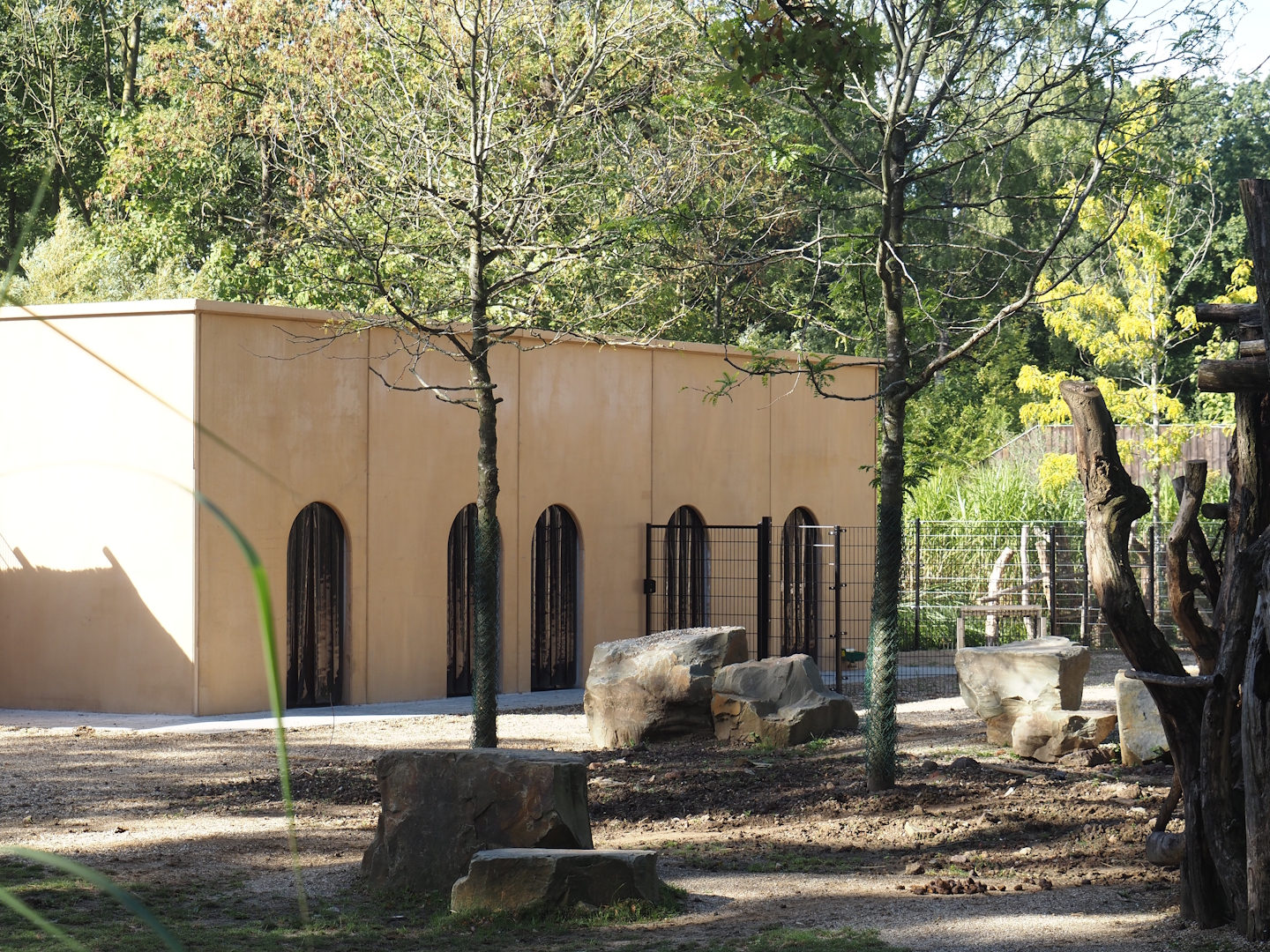 Dorcas gazelle side of the new smaller African hoofstock building, 2025-09-06