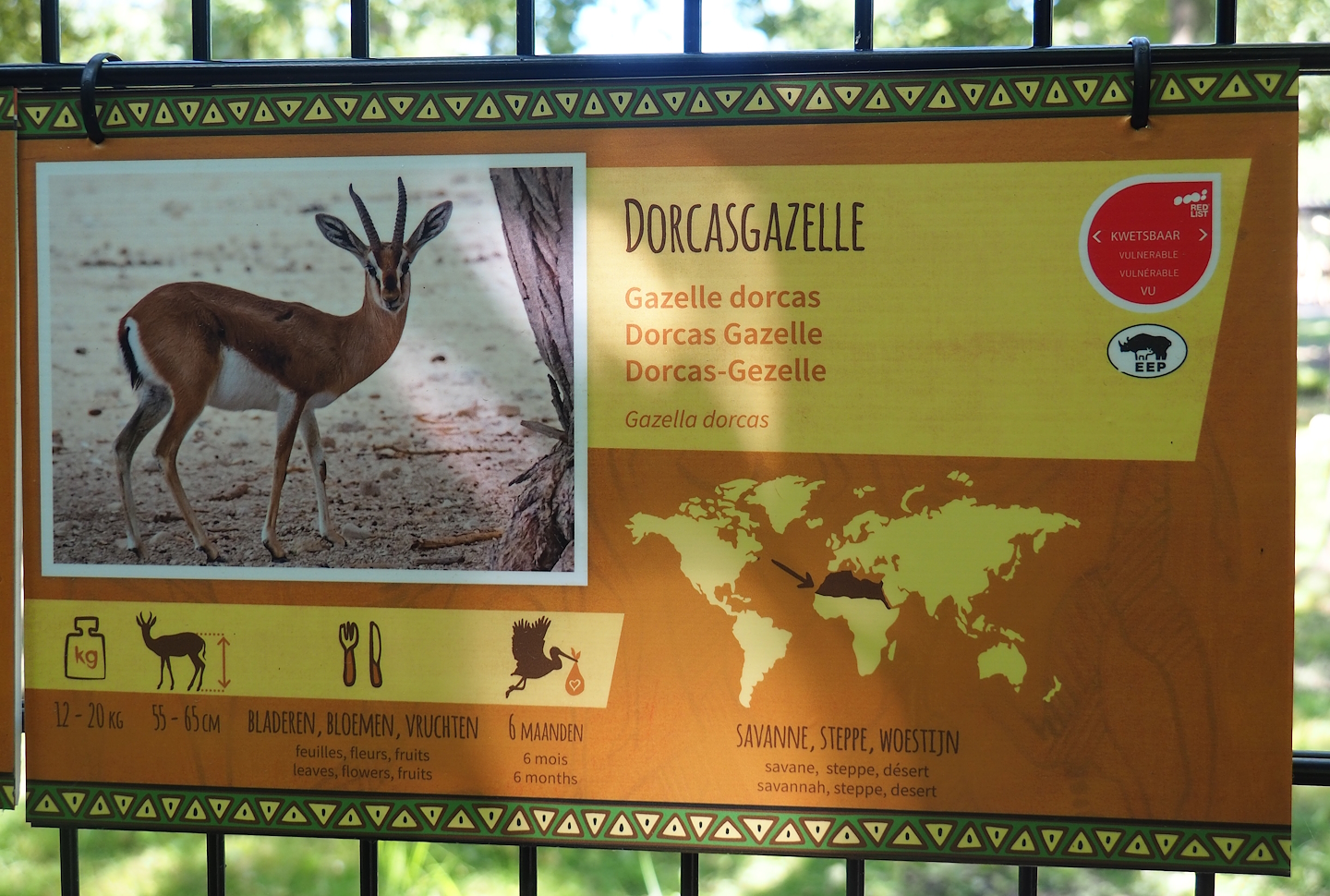 Dorcas gazelle sign, 2023-07-19