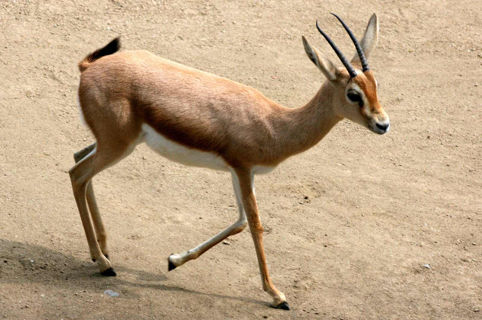 Dorcas gazelle; Stuttgart; 4th September 2015