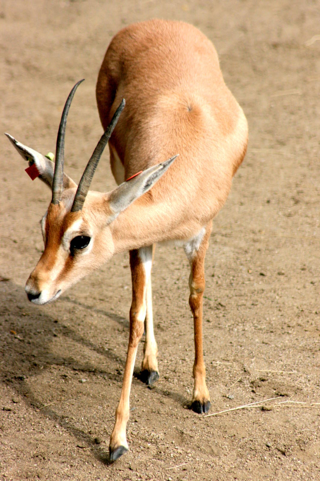 Dorcas gazelle; Stuttgart; 4th September 2015
