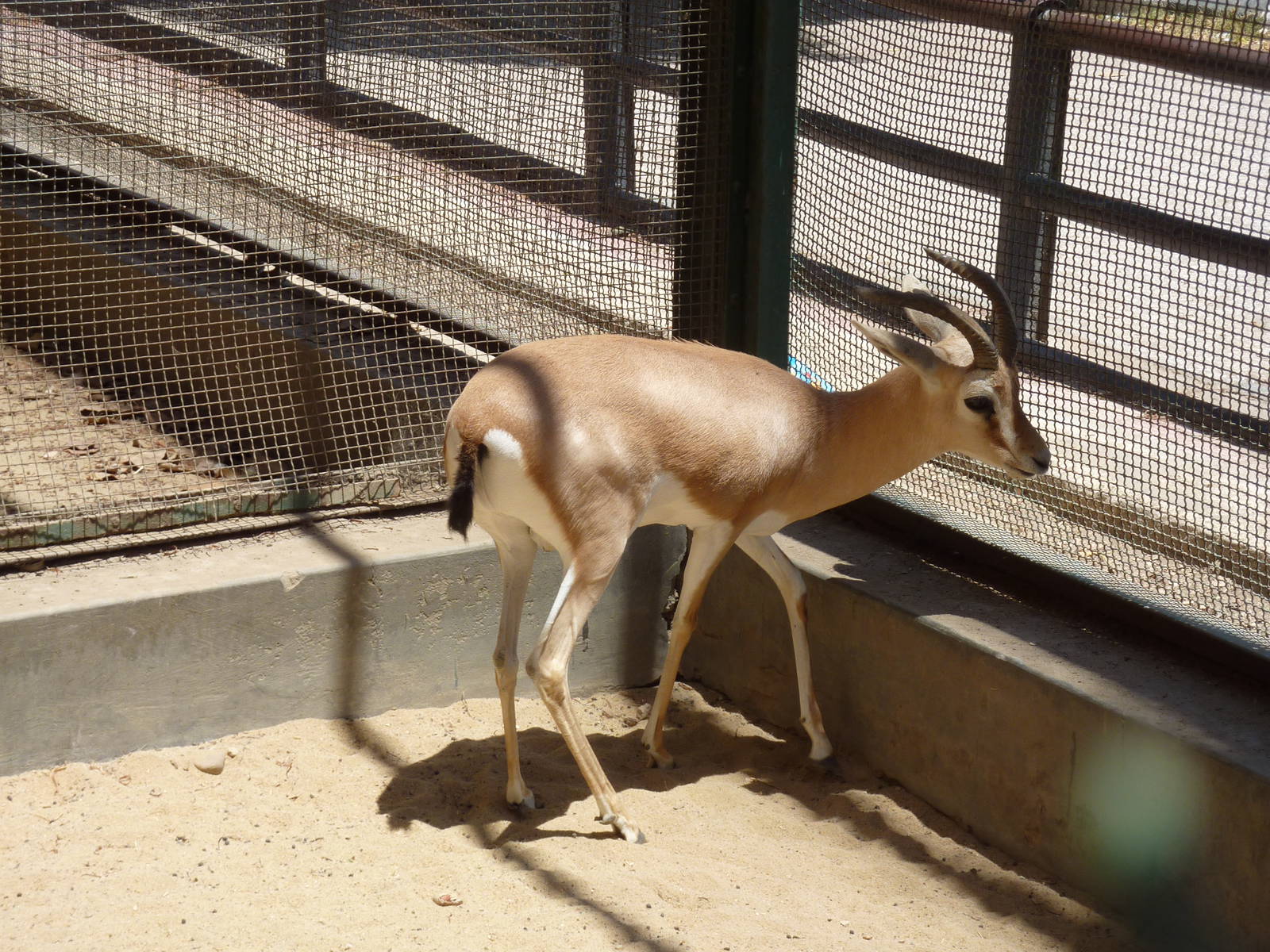 Dorcas gazelle